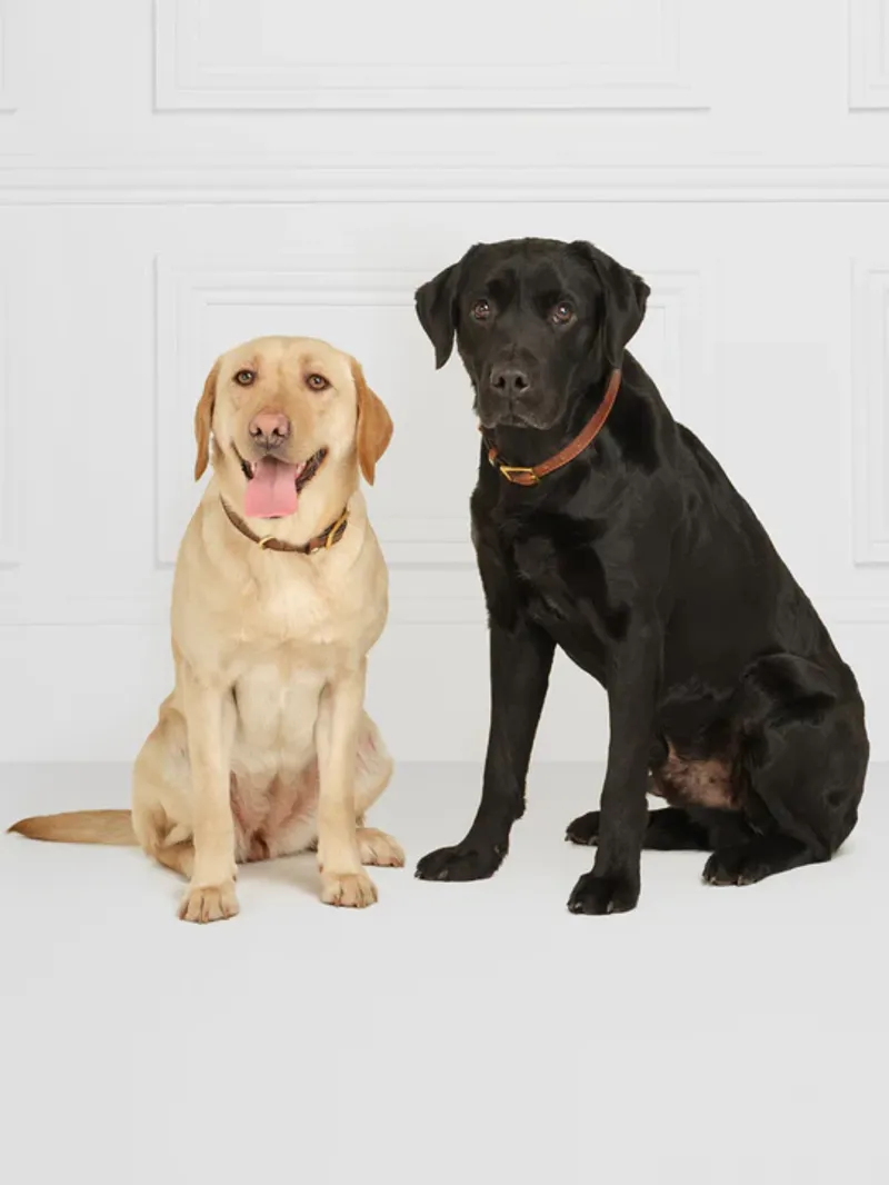 Fairfax and Favor Fitzroy Dog Collar Tan Leather-3