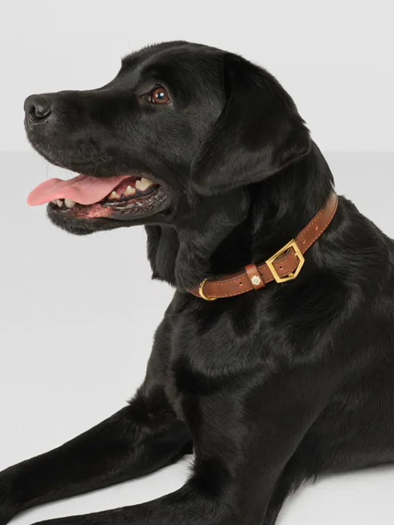 Fairfax and Favor Fitzroy Dog Collar Tan Leather-4