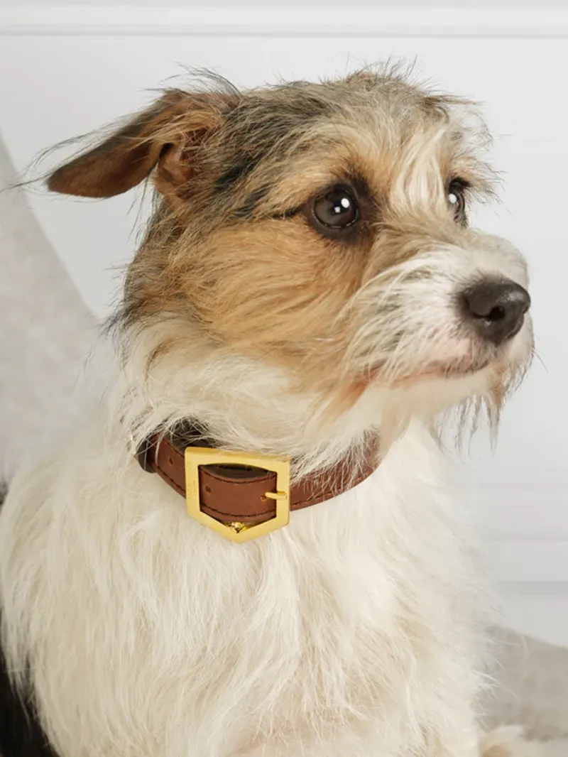Fairfax and Favor Fitzroy Dog Collar Tan Leather-5